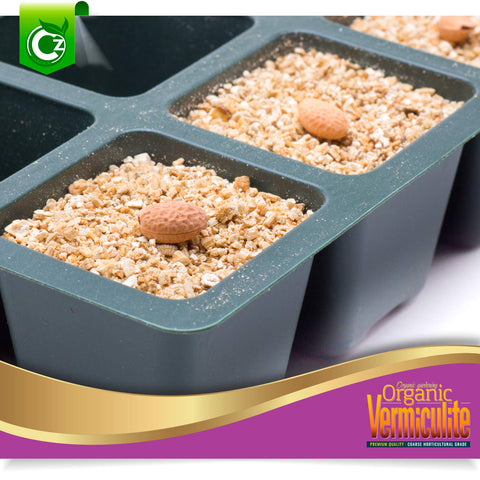 Cz Garden Vermiculite aeration effect in a pot promoting root airflow.