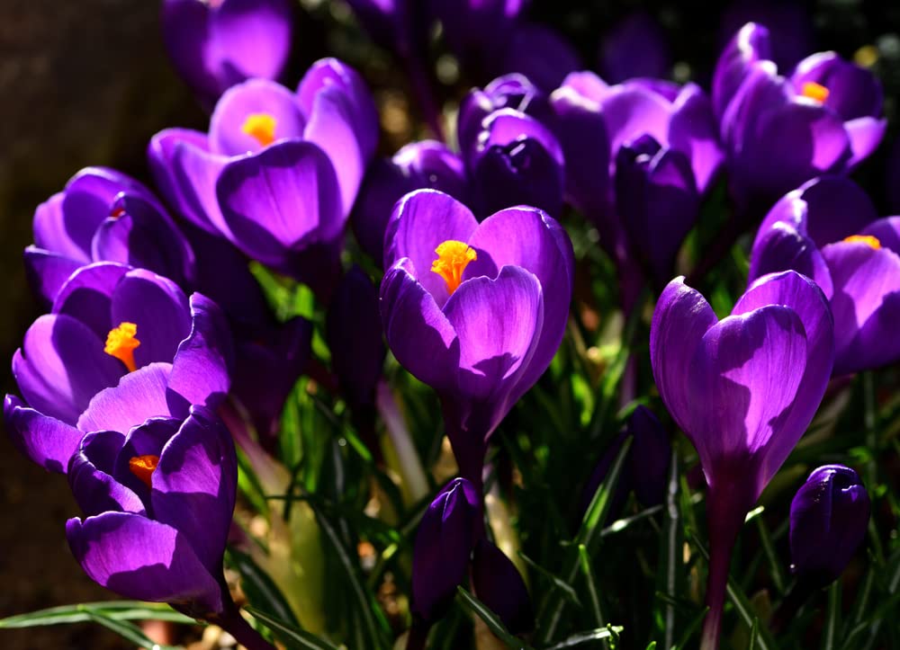 CZ Grain 10-bulb pack of Purple Remembrance Crocus for early-spring color in borders.
