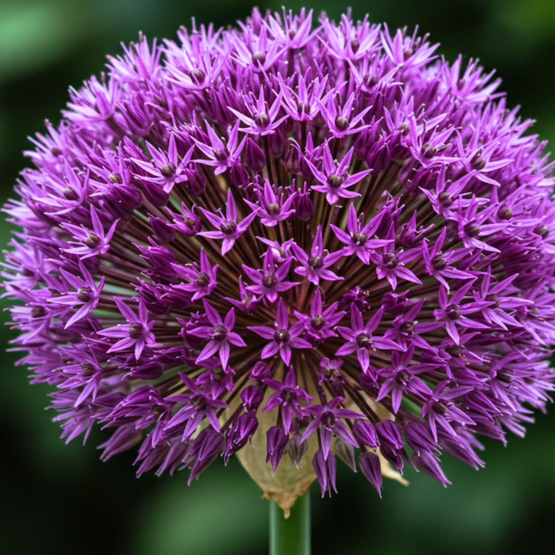 CZ Grain 10 dark purple allium bulbs ready for fall planting.
