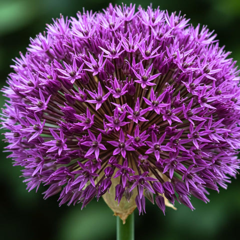 CZ Grain 10 dark purple allium bulbs ready for fall planting.