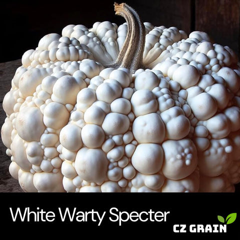 CZ Grain Specter pumpkin seeds close-up shows subtle warts for unique decor