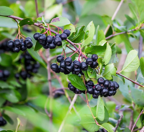 CZ Grain Aronia melanocarpa seeds pack ready for home planting for fresh berry potential