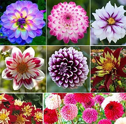 CZ Grain 100+ Rare Mix Dahlia seeds pack front, ready to bloom with vibrant color options.