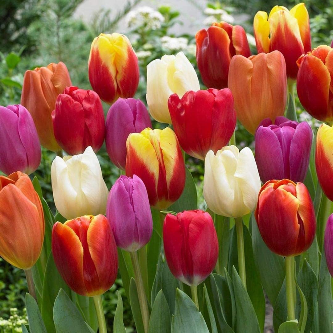 CZ Grain 20 mixed tulip bulbs display vibrant colors for borders
