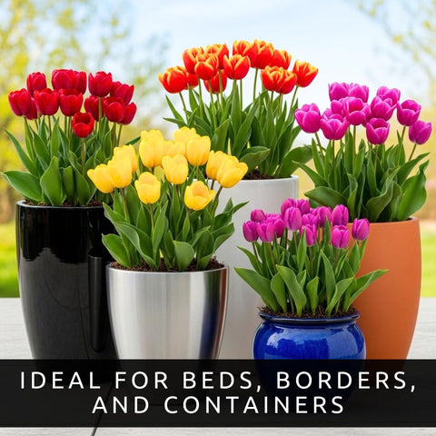 CZ Grain tulip bulbs brightening containers with easy-to-grow spring color
