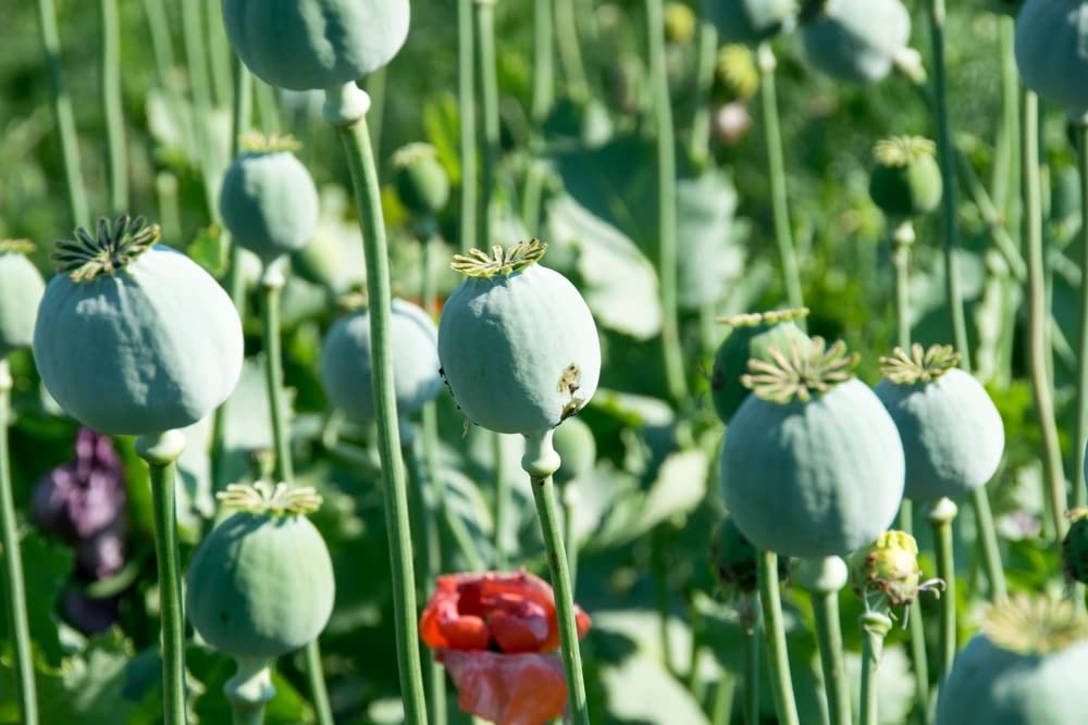 CZ Grain 300 Mammoth Poppy Seeds packaging ready for planting and future blooms.