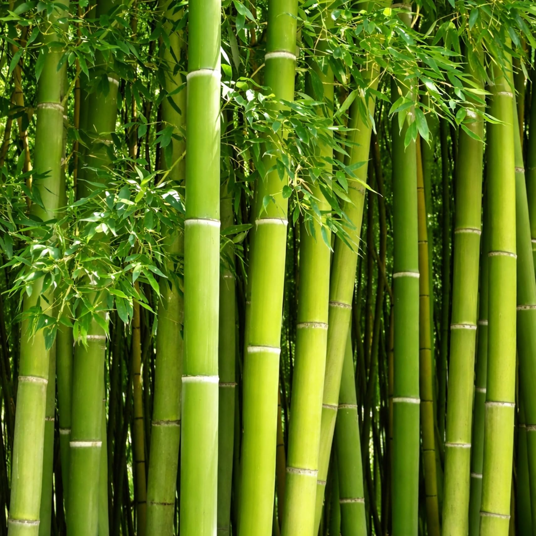 CZ Grain 420 Giant Bamboo seeds with dark stems for dramatic privacy screening.