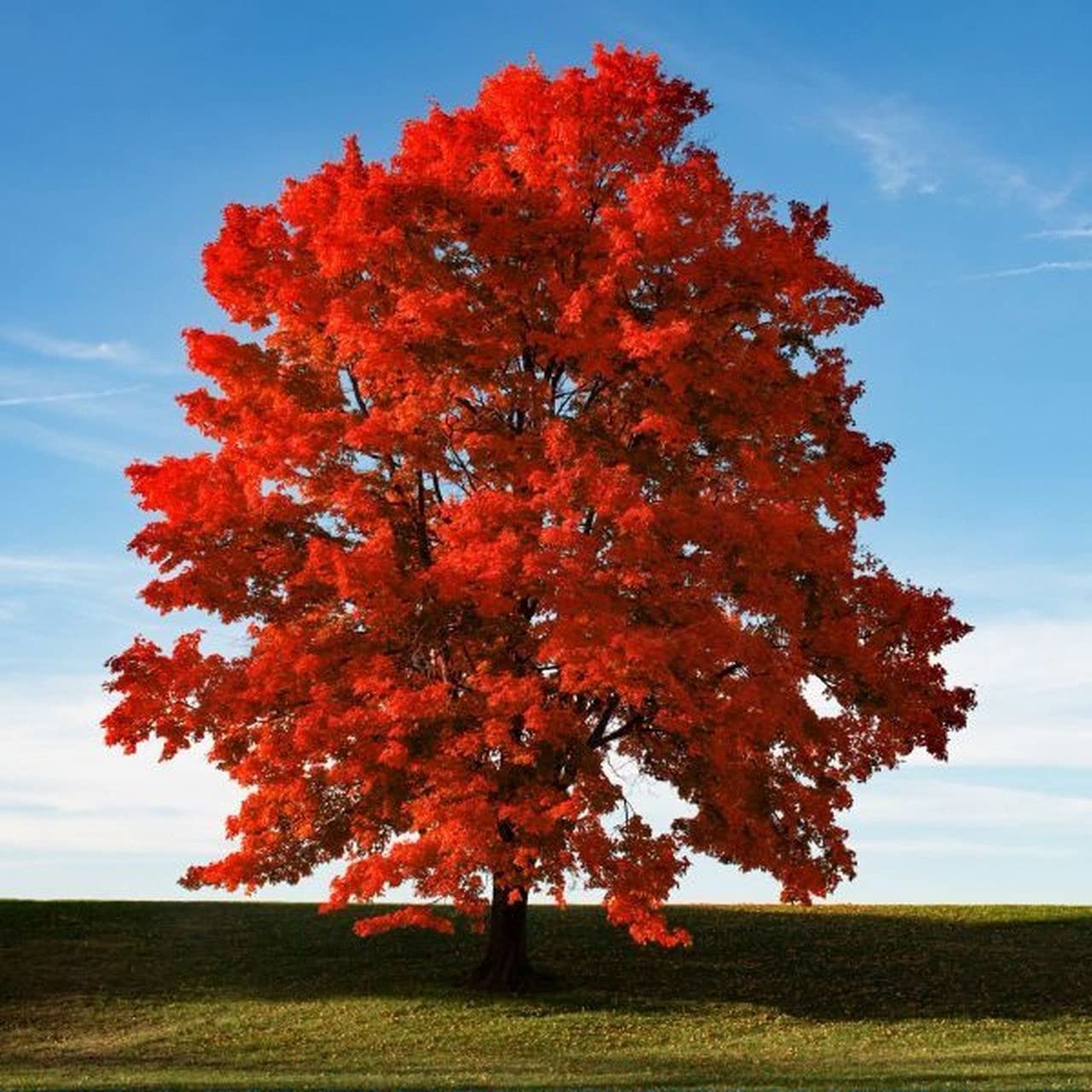 CZ Grain 50+ red maple seeds ready for outdoor planting and seasonal color.