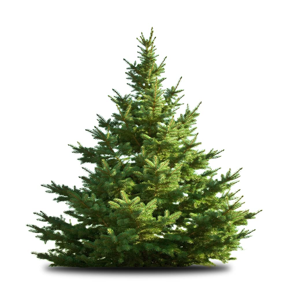 CZ Grain 50 White Pine Seeds pack ready for backyard planting and woodland renewal