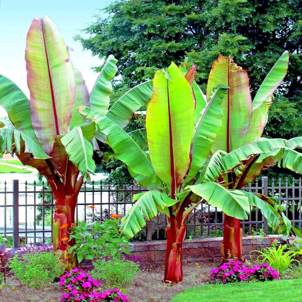 CZ Grain Abyssinian banana seeds pack for planting and growth potential in tropical gardens