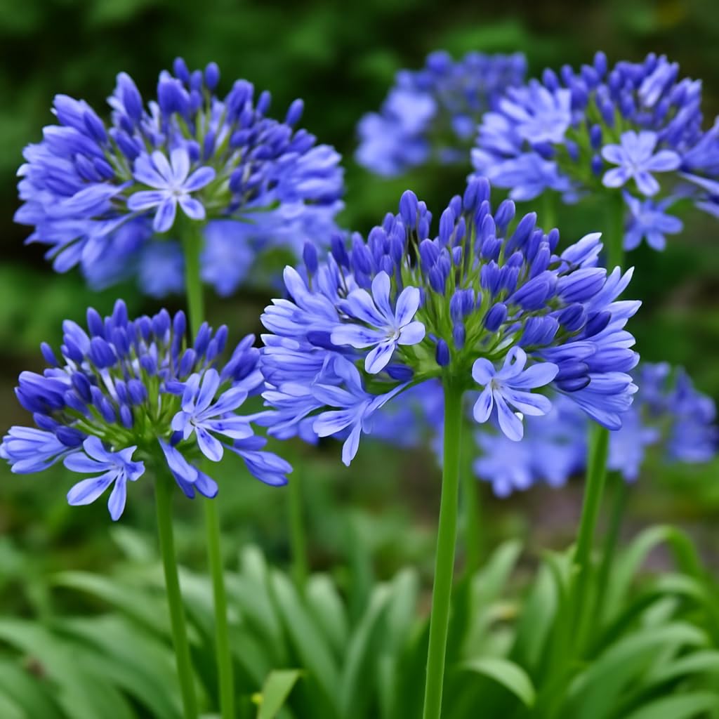 CZ Grain Agapanthus blue seed spread in a garden bed