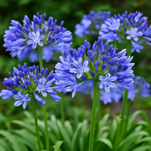 CZ Grain Agapanthus blue seed spread in a garden bed