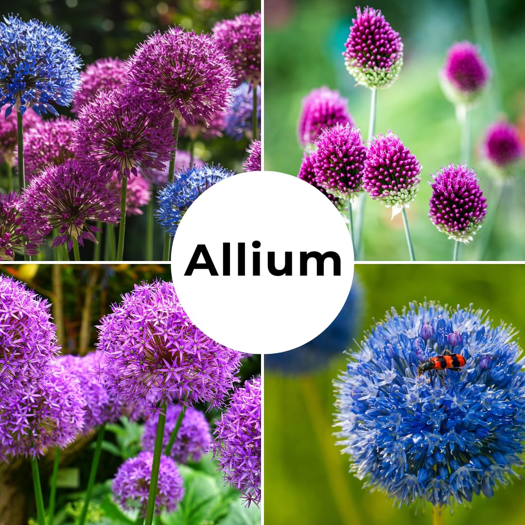 CZ Grain allium and tulips pairing enhances garden color.
