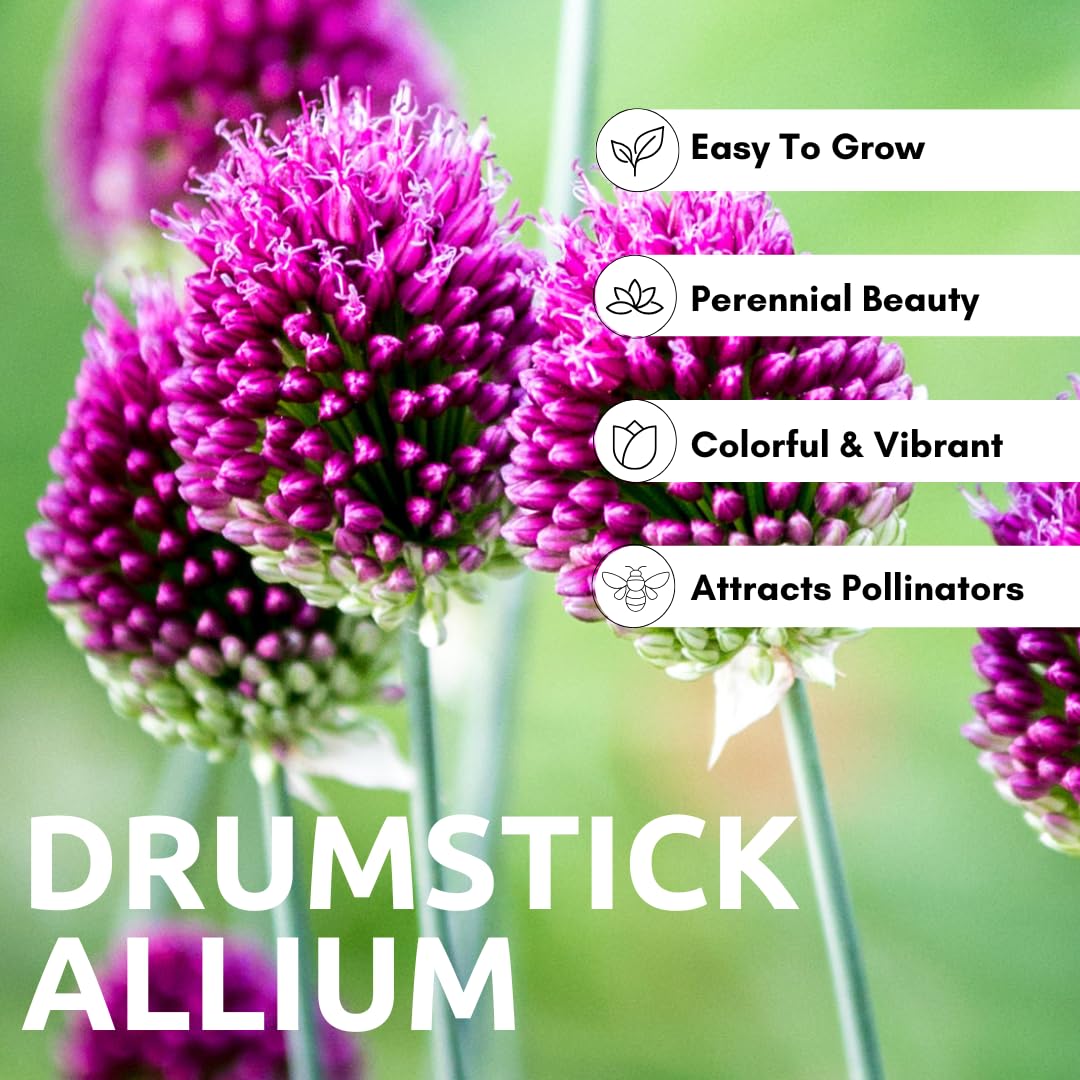 CZ Grain allium garden border showcases striking spherical blooms.