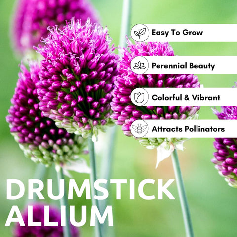 CZ Grain allium garden border showcases striking spherical blooms.