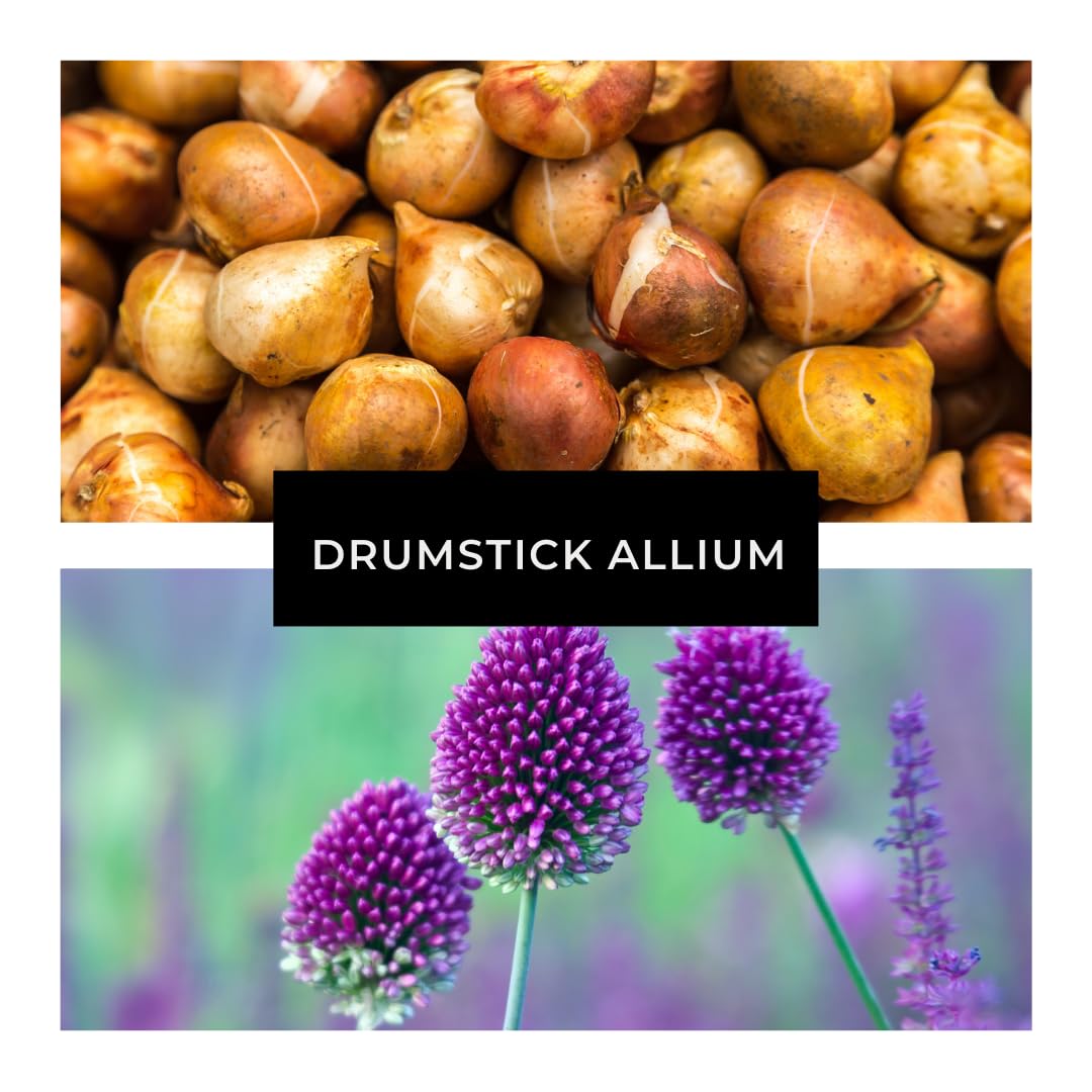 CZ Grain allium bulbs planted in fall for spring display.
