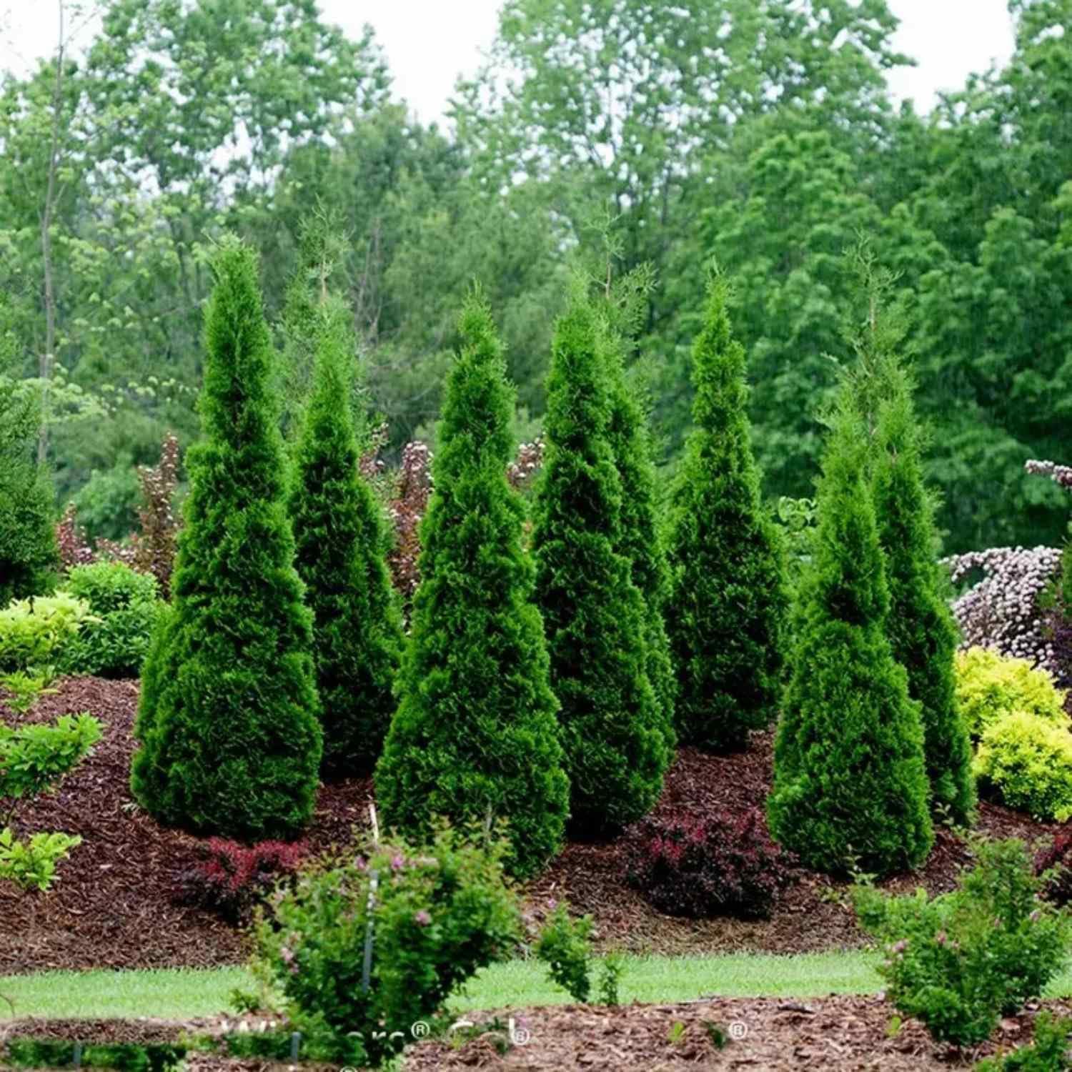 CZ Grain American Arborvitae seeds germination demonstrating viability for saplings