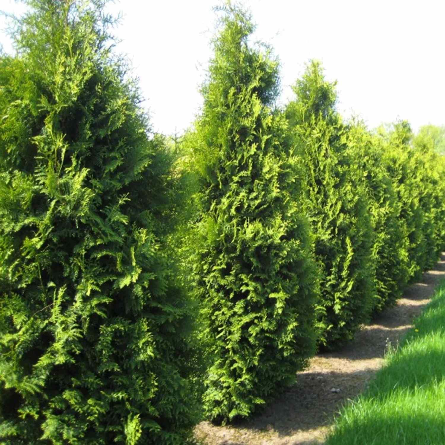 CZ Grain American Arborvitae seeds packaging with color photo and growing directions for easy planting