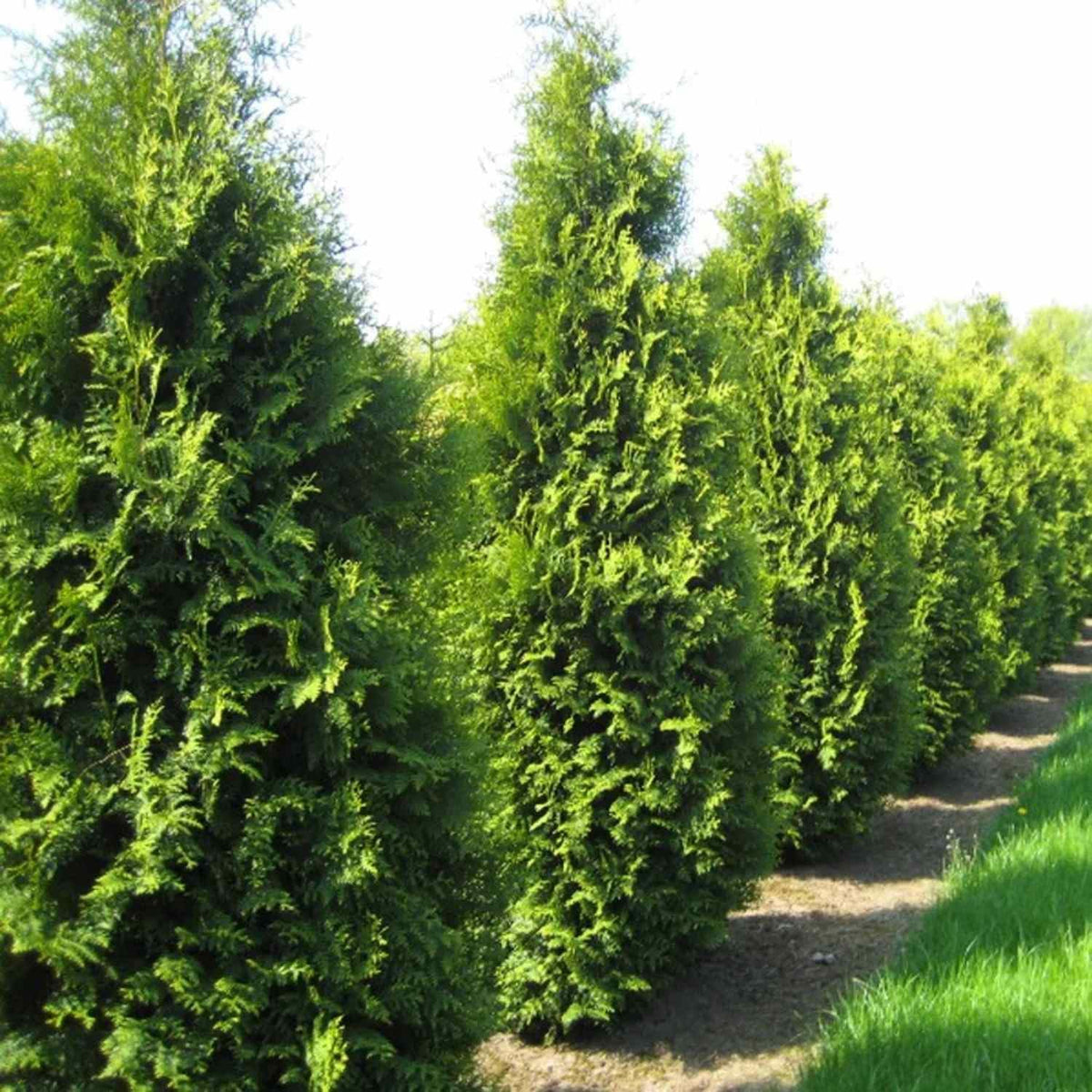 CZ Grain American Arborvitae seeds packaging with color photo and growing directions for easy planting