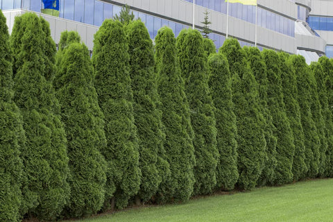 CZ Grain American Arborvitae seeds packet for privacy hedges and landscape borders