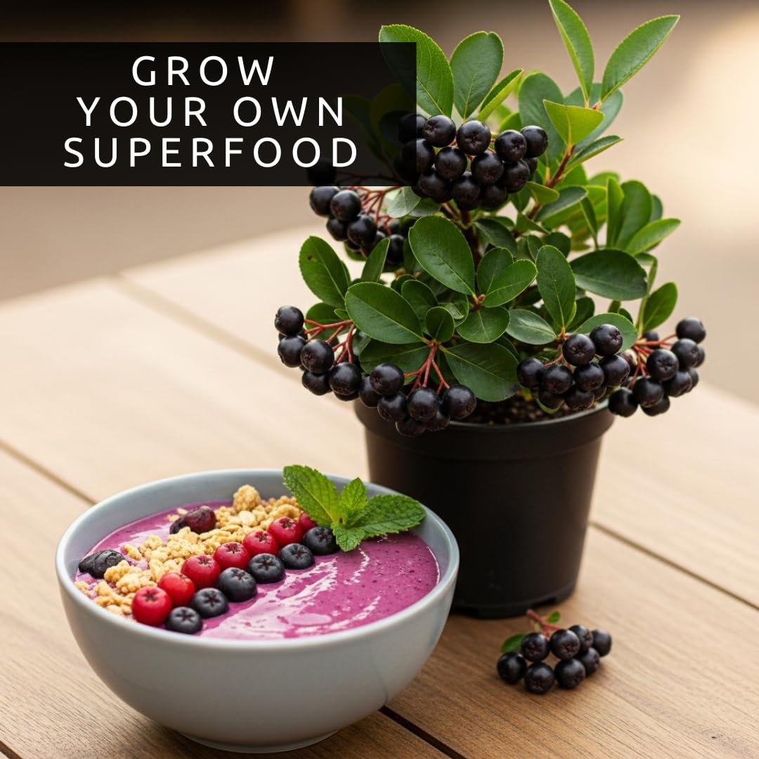 CZ Grain Aronia melanocarpa seeds prepared for planting in a garden bed