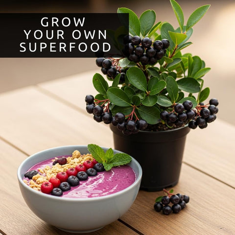 CZ Grain Aronia melanocarpa seeds prepared for planting in a garden bed