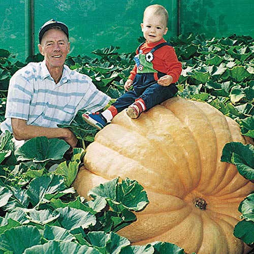 CZ Grain Atlantic Giant pumpkin seeds pack ready for planting