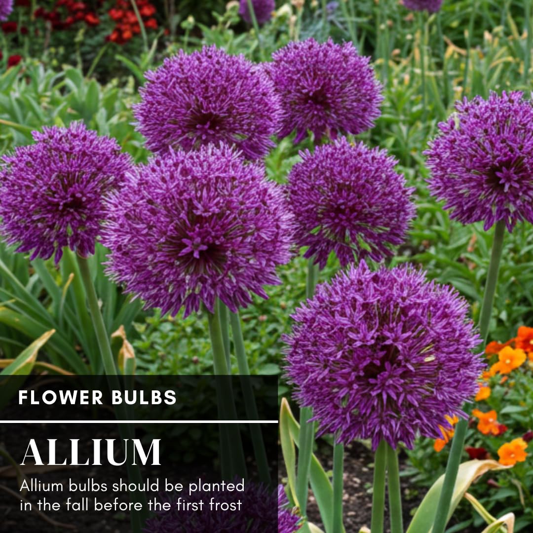 CZ Grain autumn planting scene for reliable spring blooms.