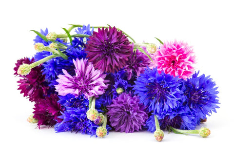 CZ Grain Bachelor Button seeds yield cut and dried flowers for arrangements and crafts.