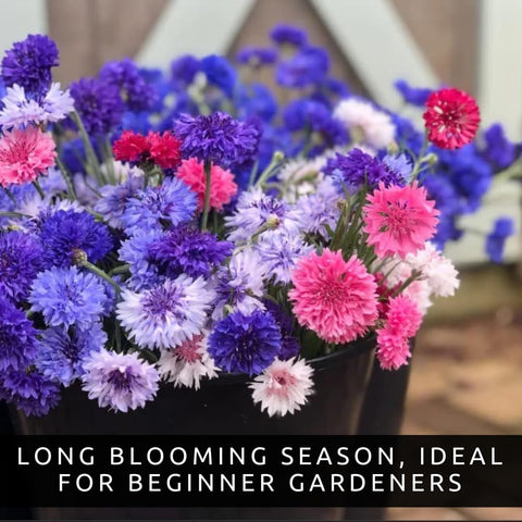 CZ Grain Bachelor Button Seeds attract bees and butterflies for a lively pollinator garden.