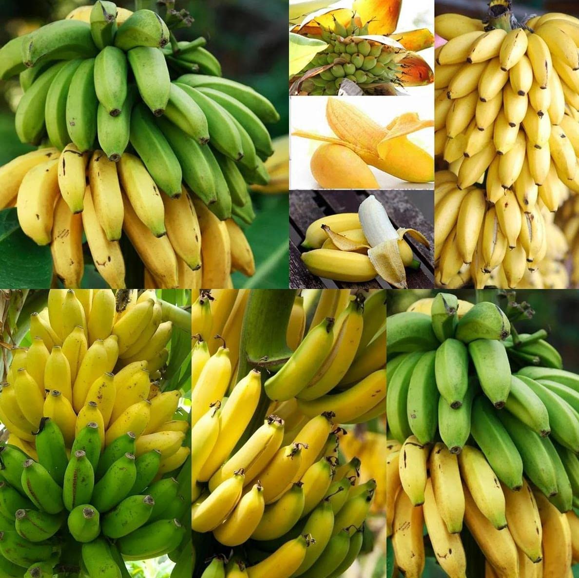CZ Grain Banana Tree Seeds Pack is ideal for home gardening and tropical plant curiosity.