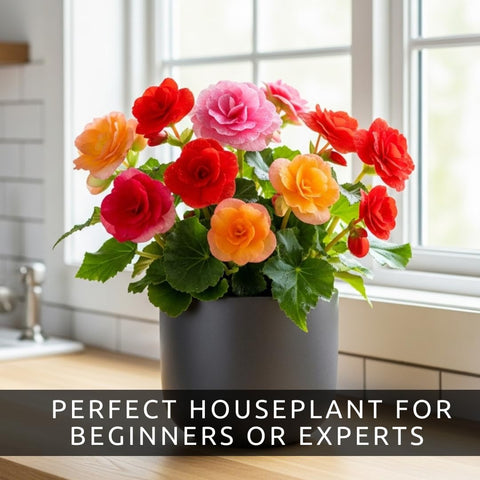 CZ Grain begonia bloom dahlia-like features vibrant petals for desk decor.