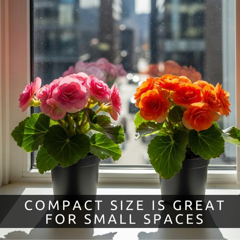 CZ Grain compact begonias suit desks and small spaces with cheer.