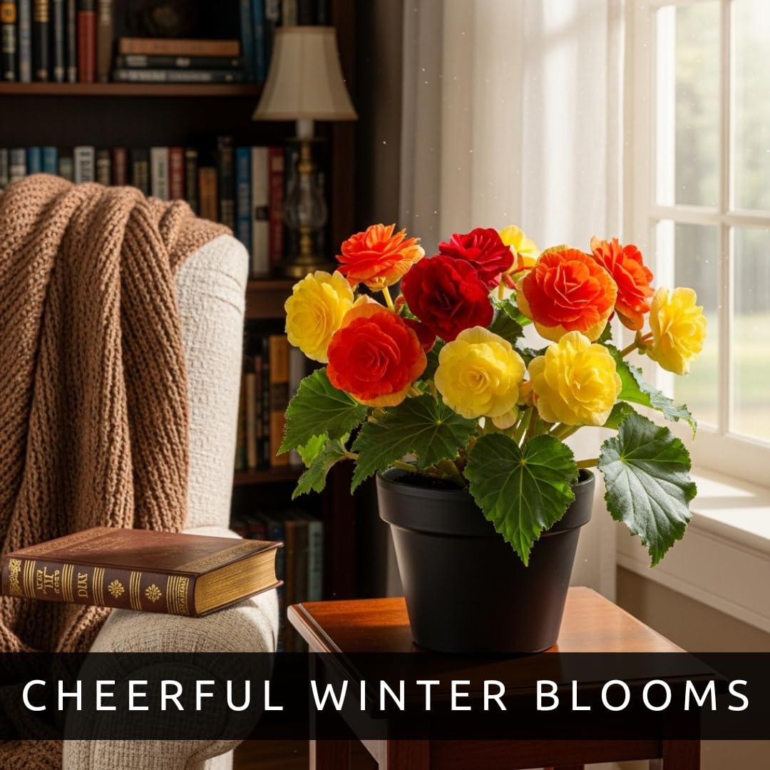 CZ Grain begonias thrive with indirect light for long-lasting indoor color.
