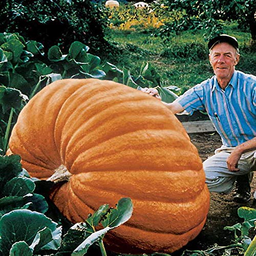 CZ Grain biggest pumpkin world seeds close-up shows premium seeds