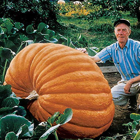 CZ Grain biggest pumpkin world seeds close-up shows premium seeds