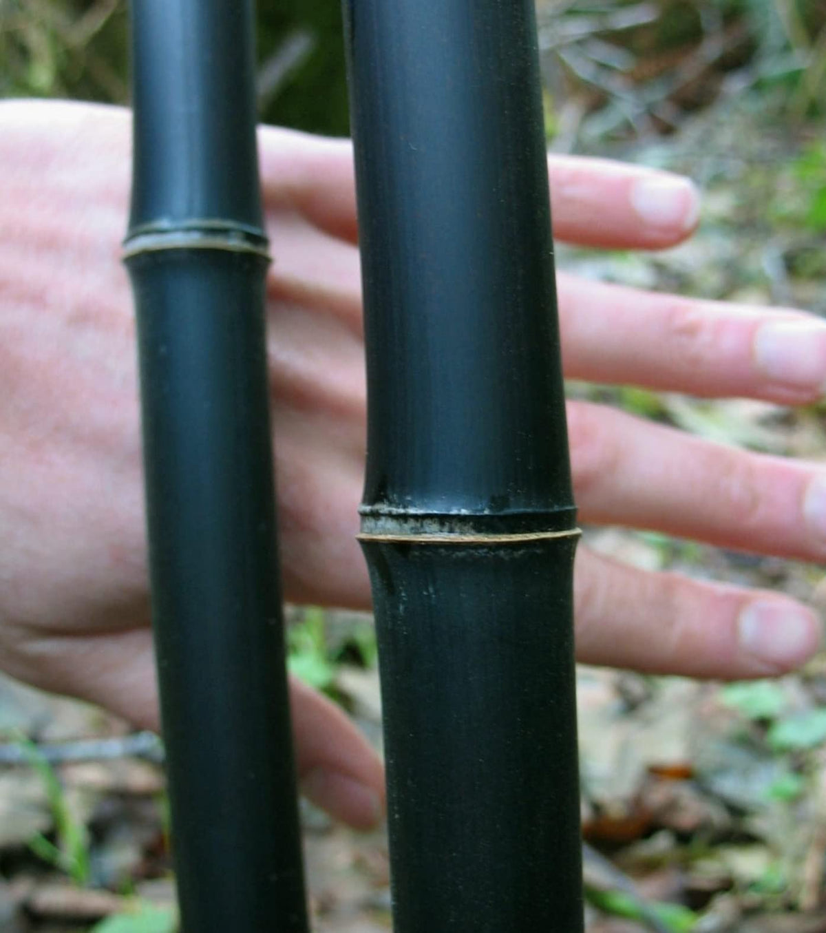 CZ Grain black bamboo seed close-up for privacy and exotic landscaping.