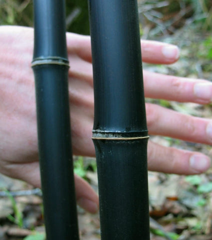 CZ Grain black bamboo seed close-up for privacy and exotic landscaping.