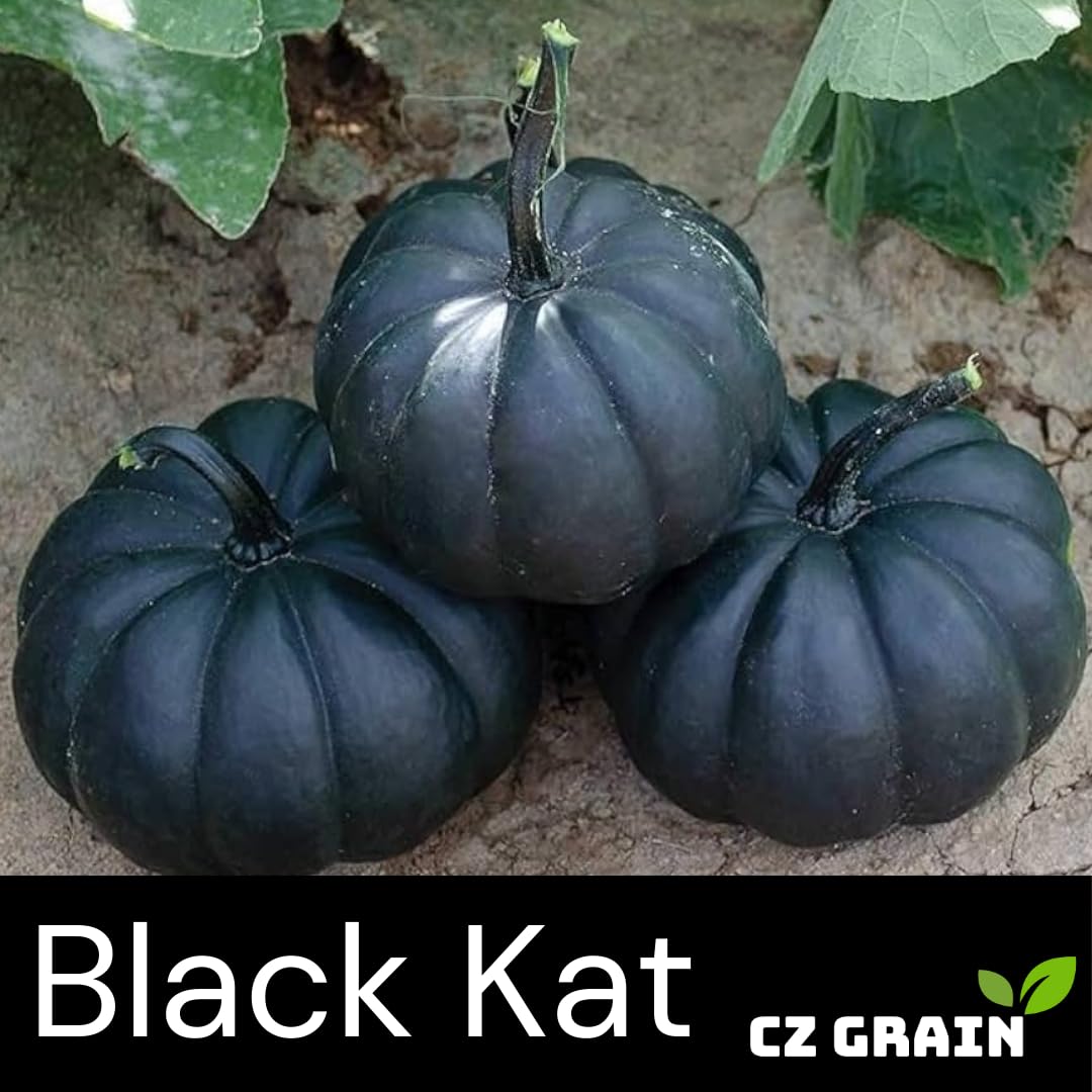 CZ Grain Black Kat vines stretch 8-12 ft for bold garden displays