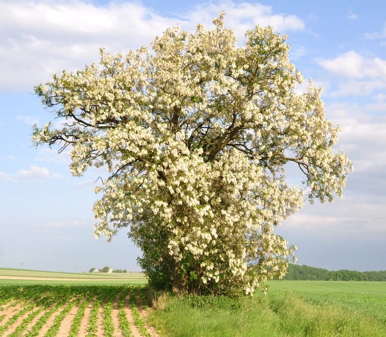 CZ Grain black locust seeds 50-pack ready for sowing in your garden.