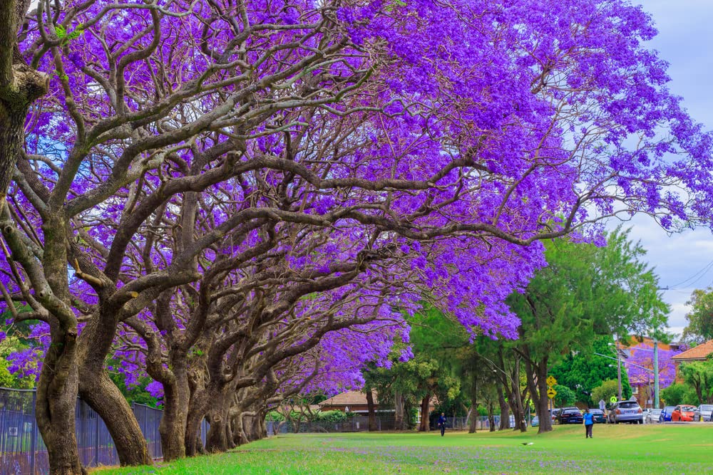 CZ Grain Blue Jacaranda tree seeds ready for ornamental landscaping in a sunlit garden