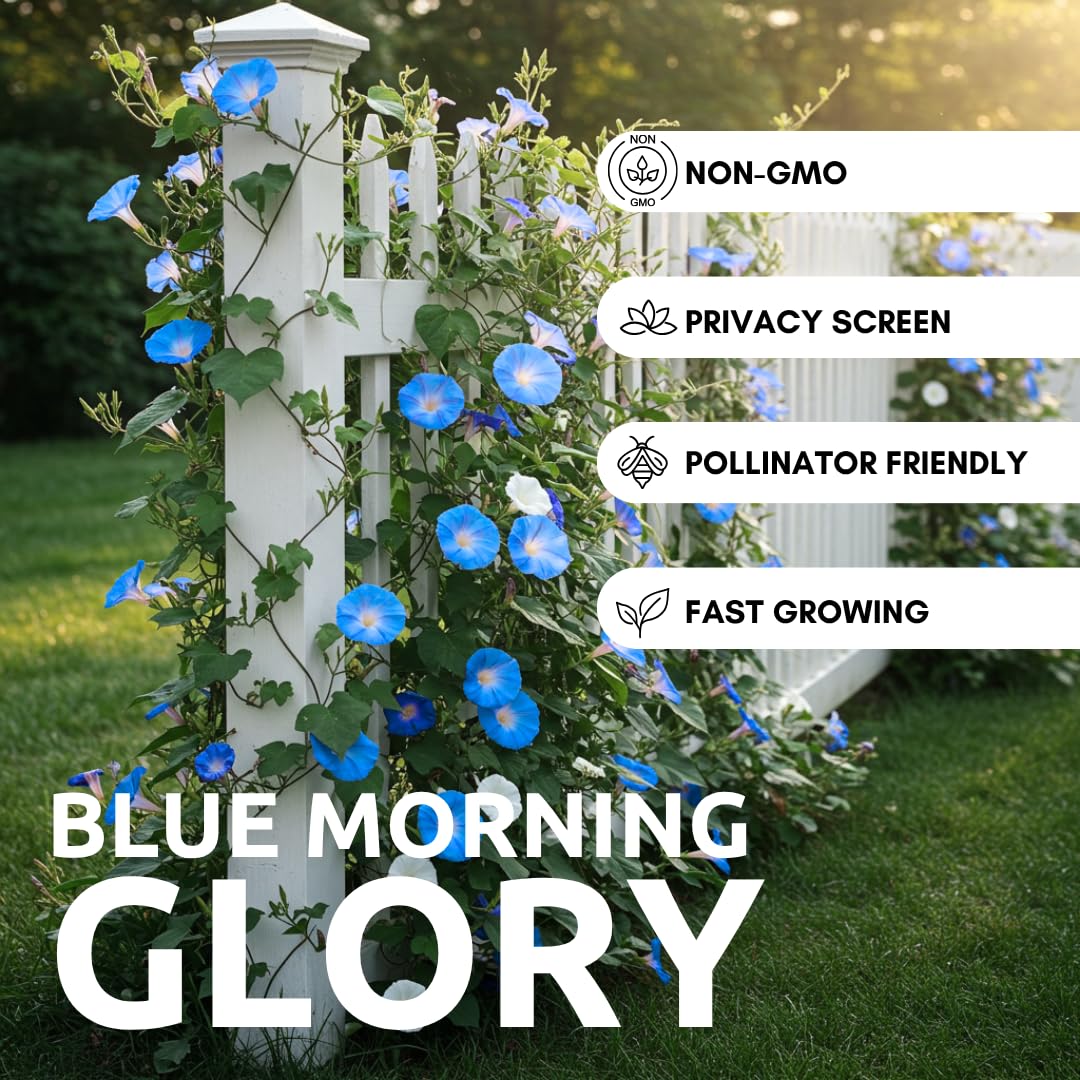 CZ Grain Blue Morning Glory flower closeup with vivid blue petals