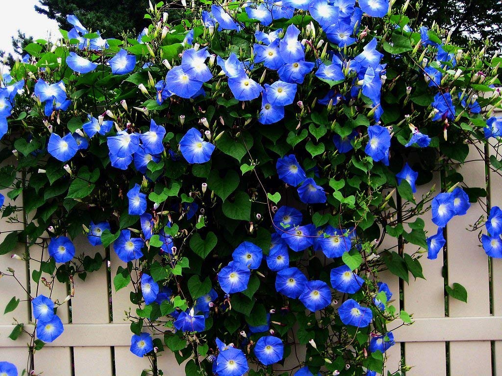 CZ Grain Blue Morning Glory seed pack ready for planting in sunny beds