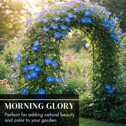 CZ Grain Blue Morning Glory vine dense climber offering lush color