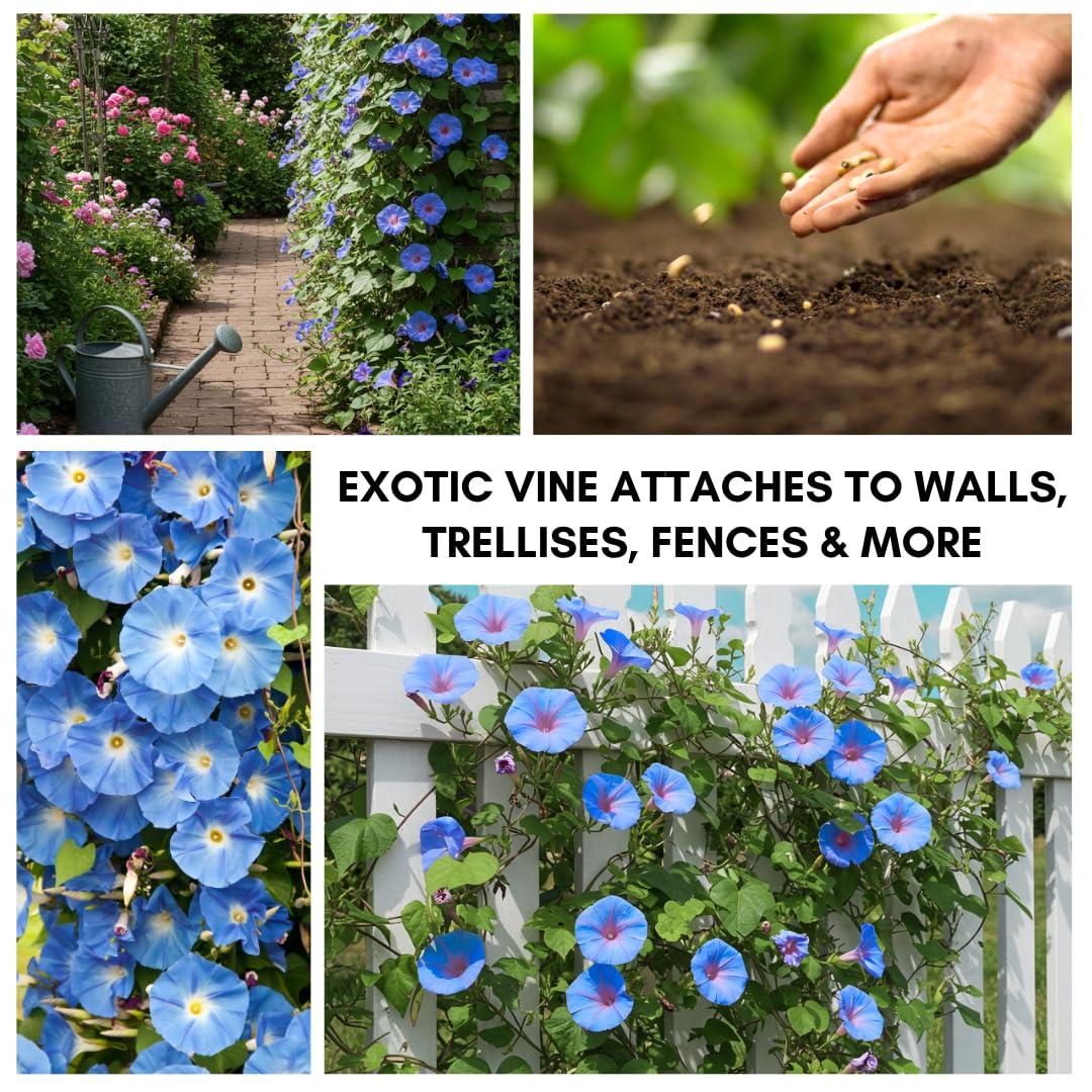 CZ Grain Blue Morning Glory vine trellis growth along a sturdy structure