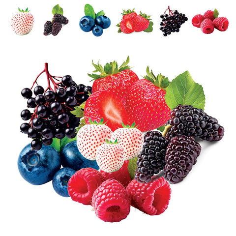 CZ Grain blueberry seeds close up for thriving container or garden harvest