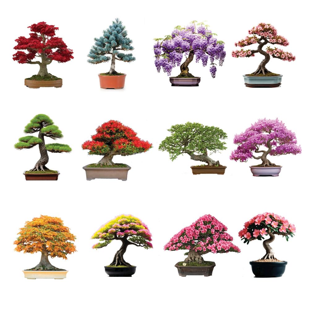 CZ Grain Bonsai Seeds Kit cover image with 300 seeds for diverse bonsai projects.