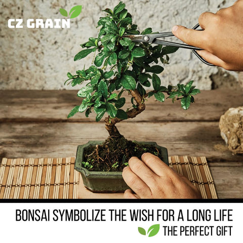 CZ Grain Bonsai Seeds Kit planting guidance image promoting easy home bonsai setup.