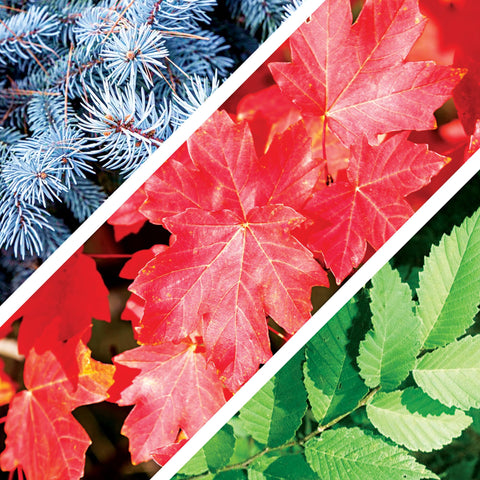 CZ Grain Bonsai Seeds Kit red maple close-up highlighting leaf texture for beginner projects.