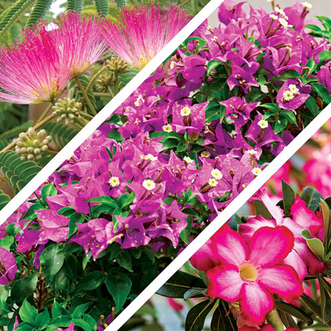 CZ Grain Bonsai Seeds Kit seed varieties layout for selecting species.